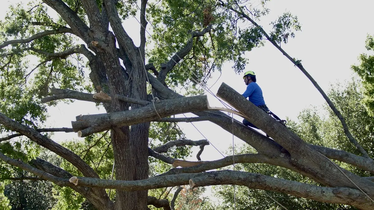 Professional Crown Thinning performed by certified arborists in Robertsville