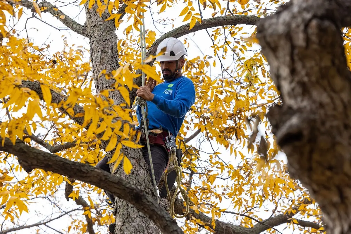 Skilled Tree Transplanting crew working in Robertsville