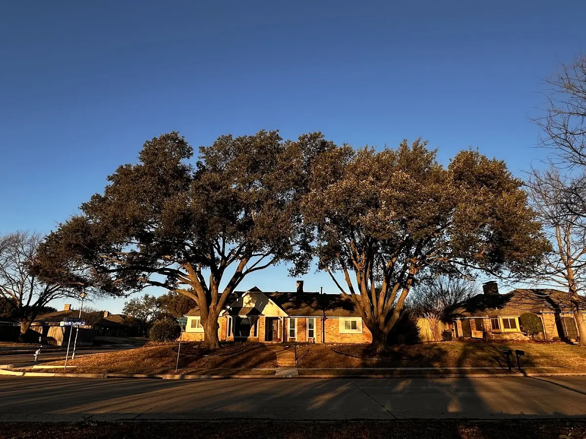 Established residential canopy tree shading a home in Robertsville